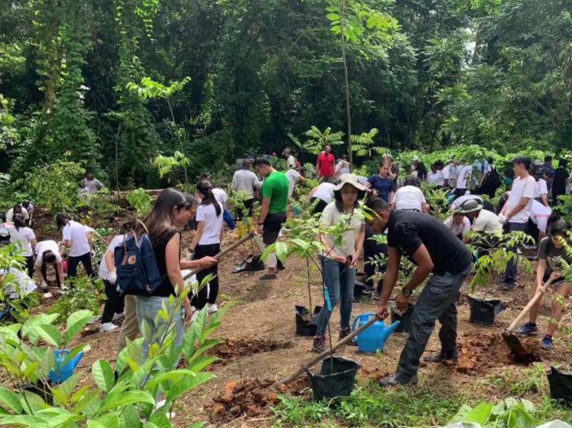 Tree Planting